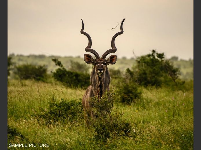 KUDU | GOLDEN GAME WILDLIFE