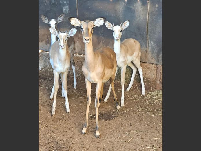 WHITE FLAKE IMPALA | WILLIE O’BRIAN