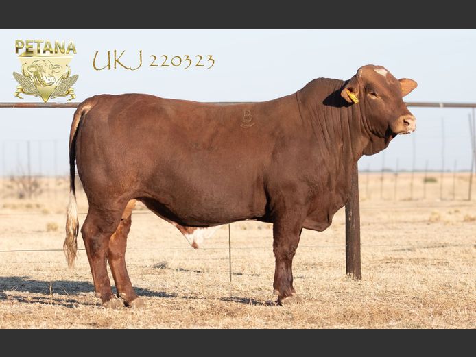 UKJ 220323