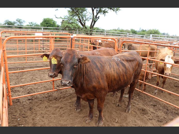 Commercial Animals | JP du Preez