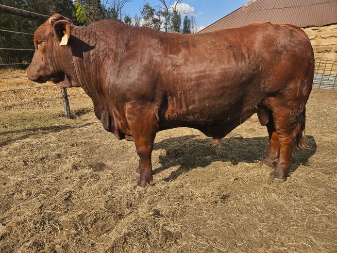 VY 220012 | GEFFERT PRETORIUS BOERDERY PTY