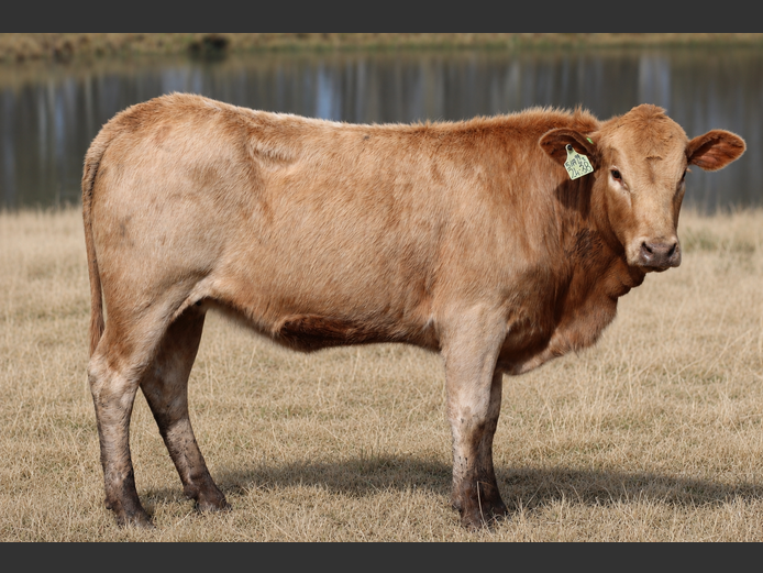 HBH 240038 | CLARK CATTLE COMPANY PTY LTD