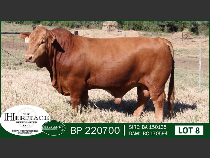 BP220700 | BEGELLY BEEFMASTERS