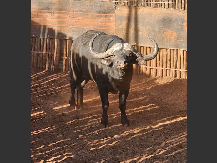 BUFFALO 42 ½” | HARLOU