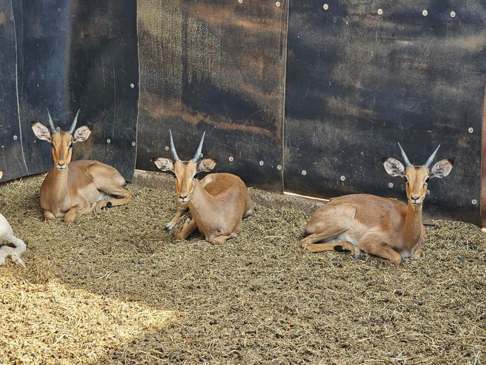 IMPALA | LIMPOPO STUD GAME