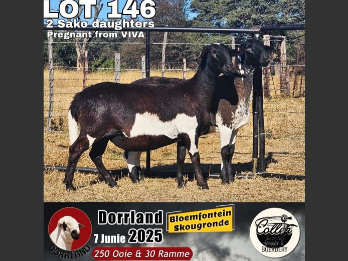 CCS240132 | Stafford Collen - Collen Meatmasters, Vryburg