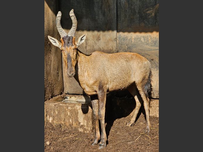 RED HARTEBEEST | VIKELA