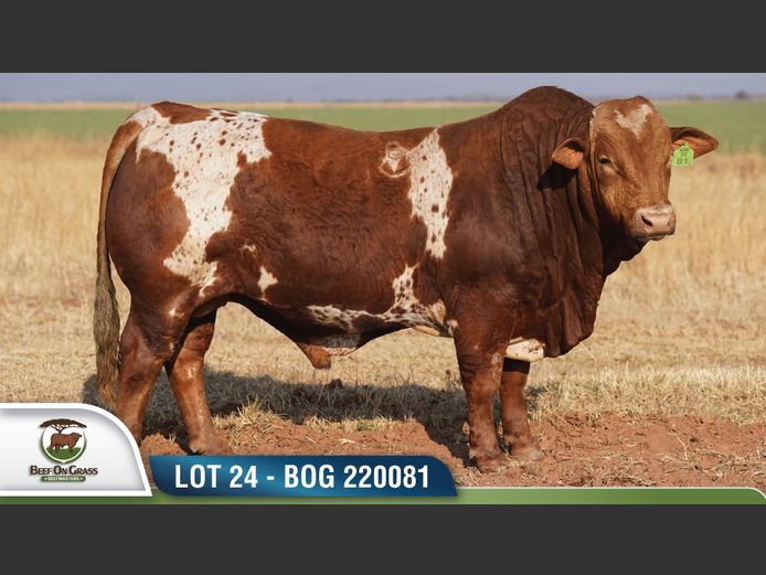 BOG 220081 | BEEF ON GRASS