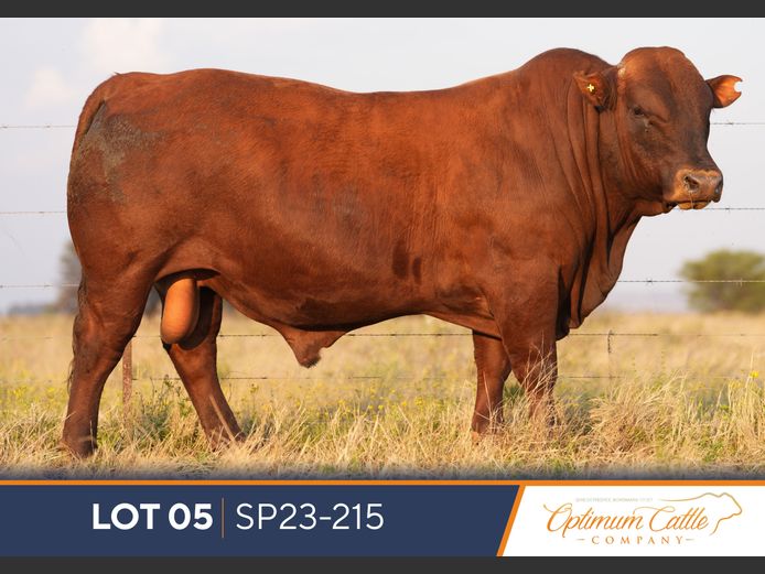 SP230215 HH(c) | OPTIMUM BONSMARA