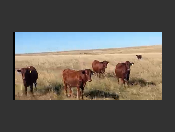 Cattle 