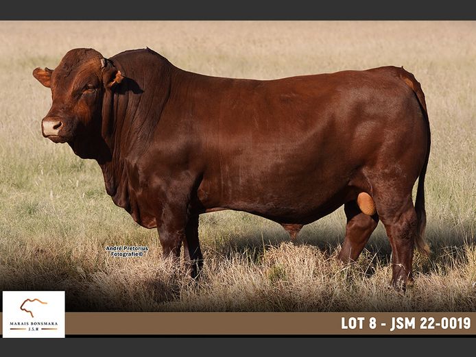 JSM220019 | MARAIS BONSMARAS