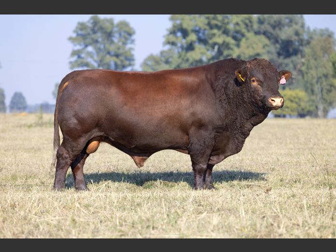 SF230010 | SKIETLAAGTE FARMS PTY LTD