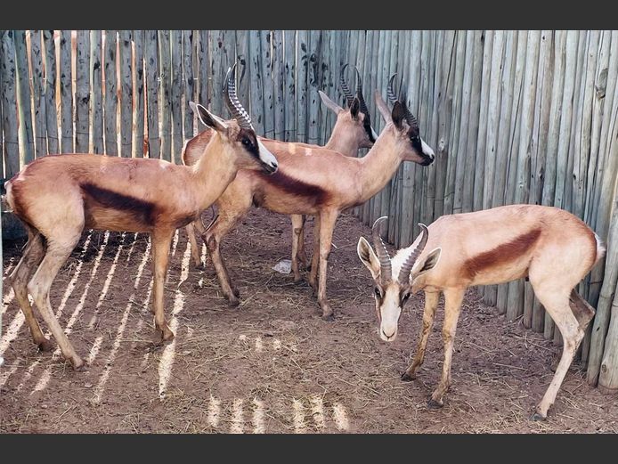 Koper Springbok Ramme