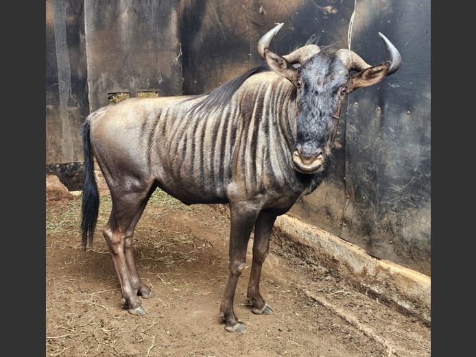 BLUE WILDEBEEST | HARLOU FAM