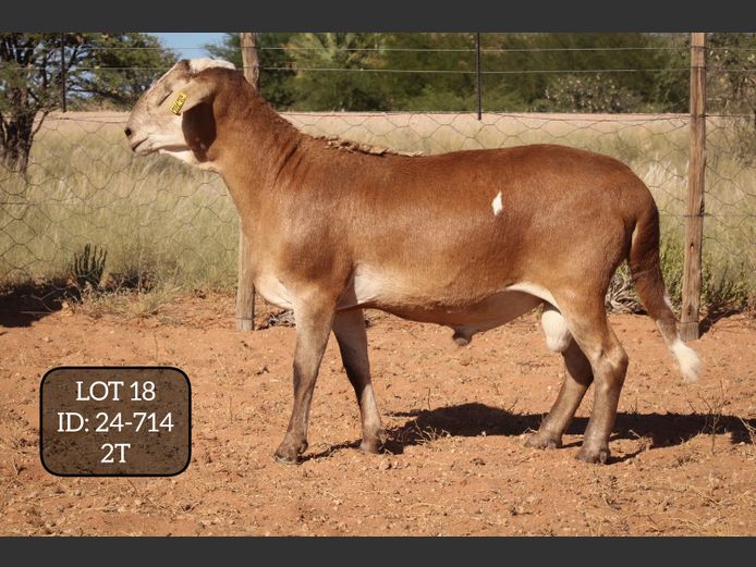 24-714  | MAKKA LOUWRENS MEATMASTERS