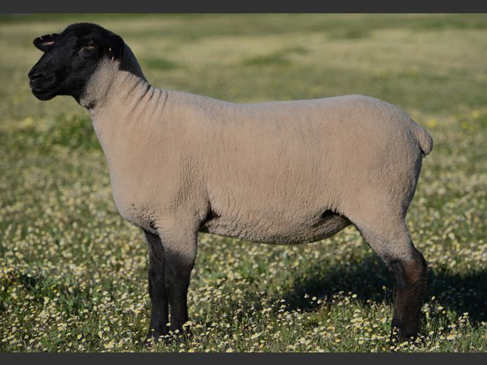 377 250020 | D. LINDE