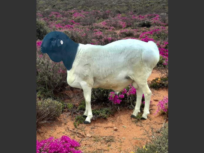 73/83 | Dirkie Kotze