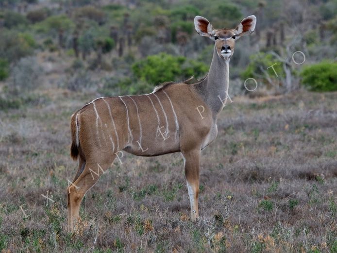 KUDU COWS | SIGNATURE WILDLIFE