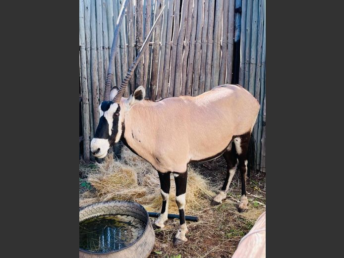 Gemsbok Bul