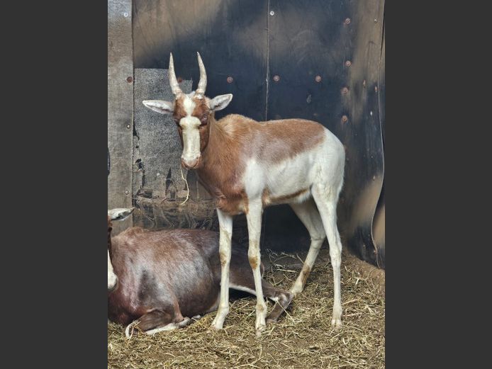 SADDLEBACK
BLESBOK | NOVO VIVO