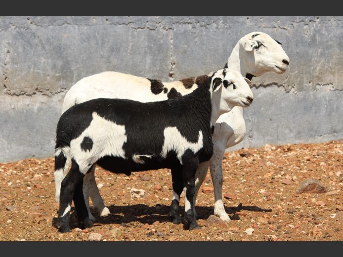 CRL 24.066 | Riaan Liebenberg - Hanri Meatmasters, Upington