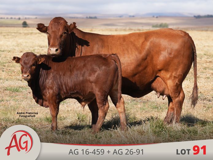 AG160459 | ARTHUR DE VILLIERS & SEUN