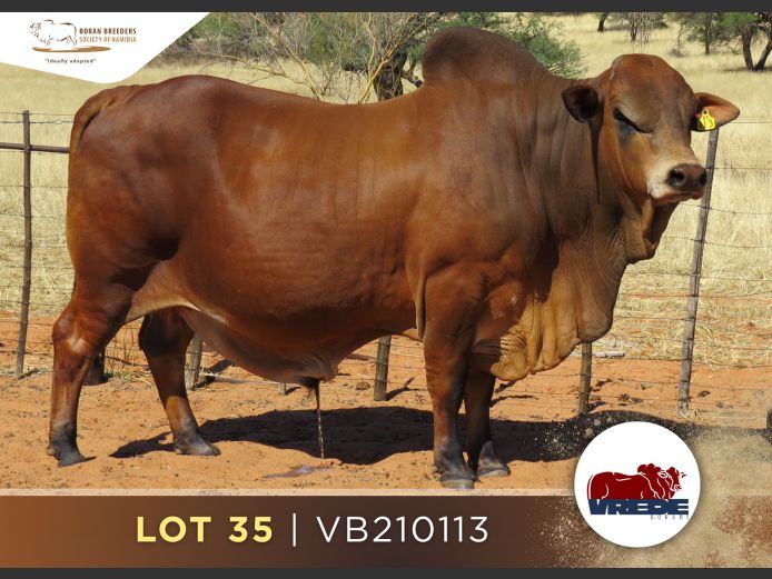 21-0113VB | VREDE BORANS