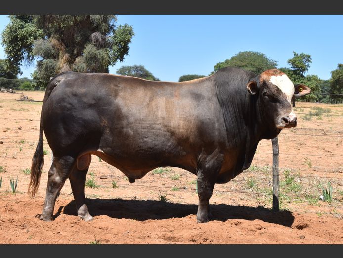 RUB2228 | RUMBA SIMBRA