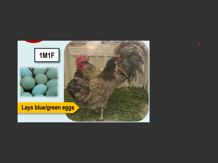 GREY ARAUCANA | ANNUAL MYTILUS AND ELOFF