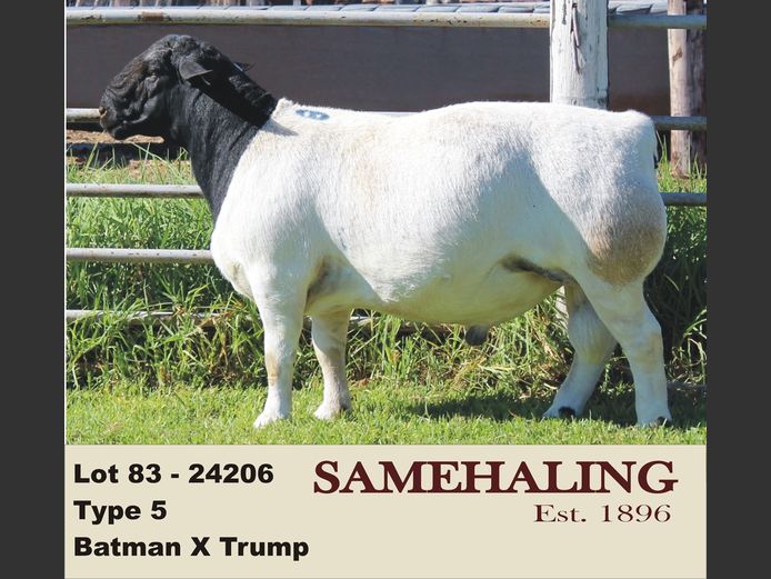 24206-330 | SAMEHALING DORPERS