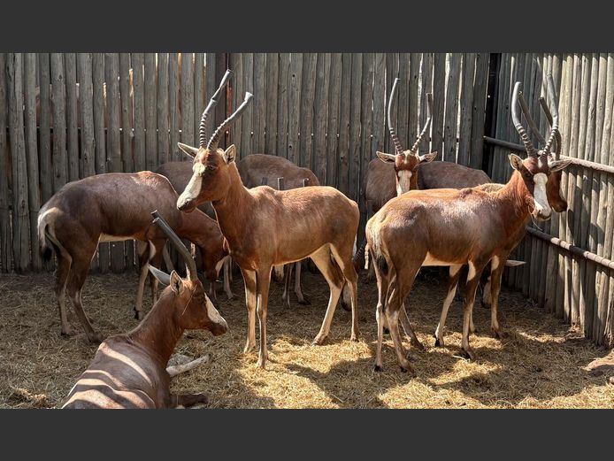 Blesbok Ooie