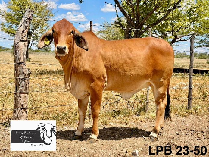 23-0050LPB | BOSERF BRAHMAN