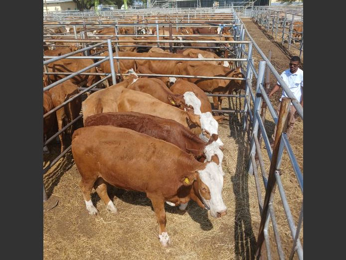 HEIFERS | DOLL FARMING PREMIUM AUCTION