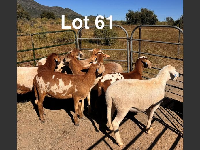 Ewes | S.Kirsten
