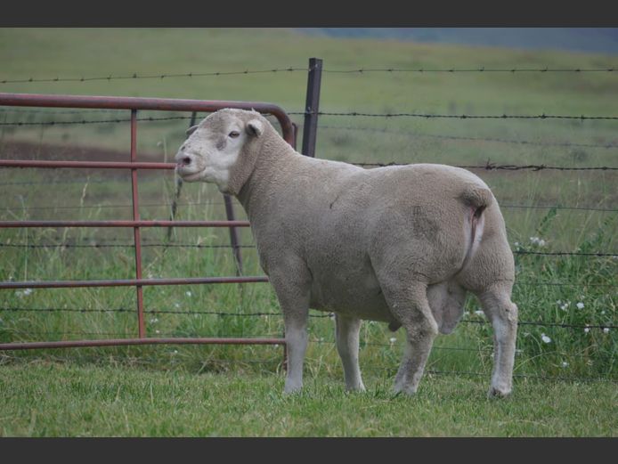 T 240239 | TWEE BROERS DORMER STOET