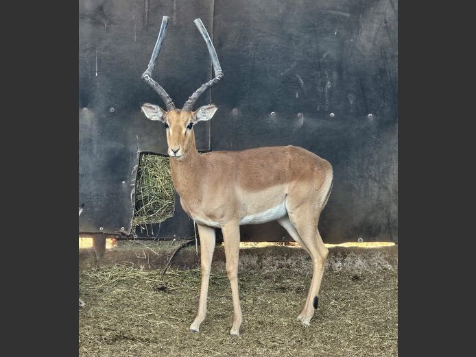 IMPALA | SKUINSHOEK