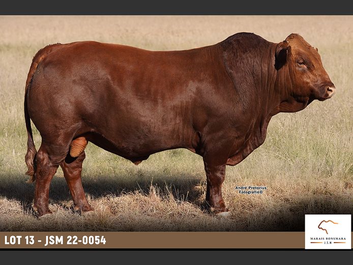 JSM220054 | MARAIS BONSMARAS