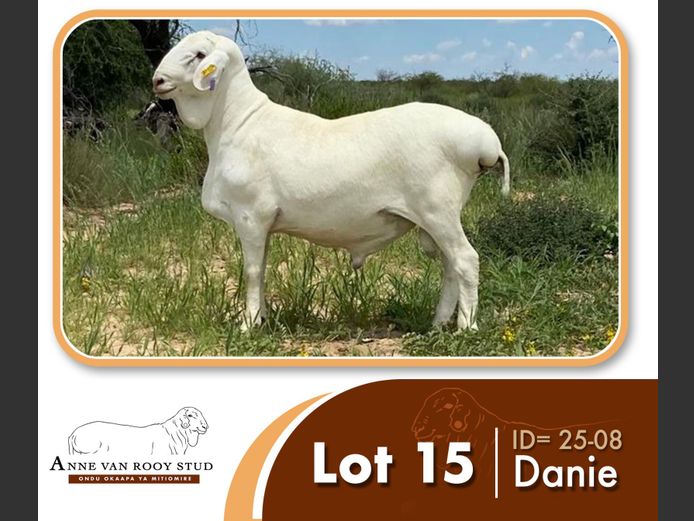 25-08 | ANNE VAN ROOY STUD