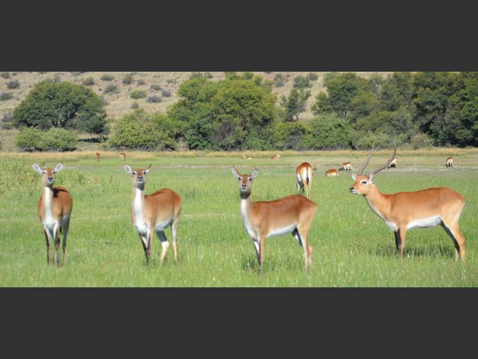 Lechwe | PJVZ Lubbe Boerdery