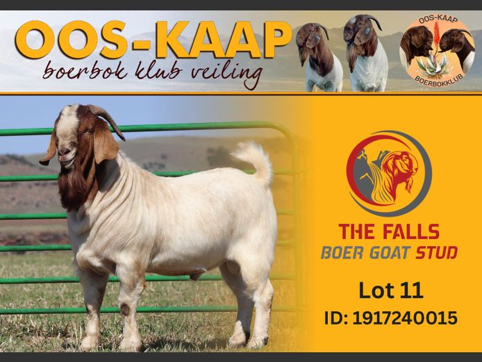 24-15 | The Falls Boergoat Stud