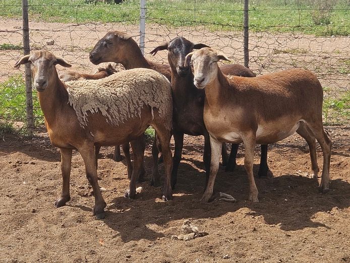 Ooie | GF Van Rooyen