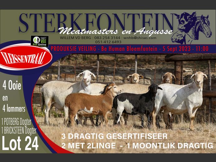 Ewes | Sterkfontein Meatmasters