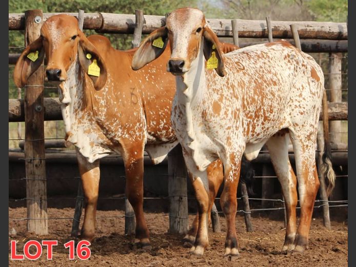 RED BRAHMAN - HEIFER