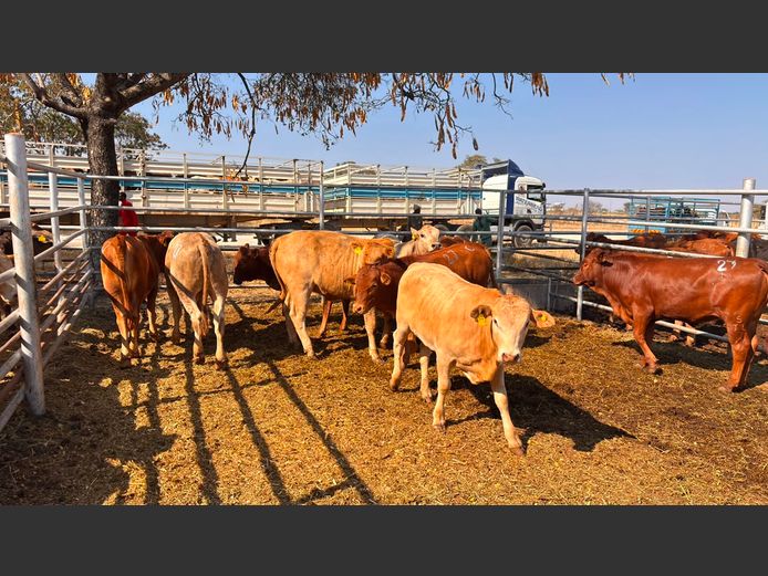 AGRA GROOTFONTEIN WEANER AUCTION