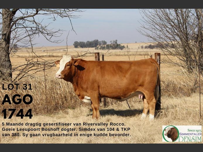 AGO1744 | AG ODENDAAL