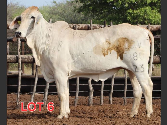 WHITE BRAHMAN - HEIFER