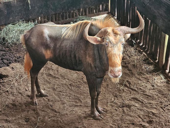 KONING WILDEBEES | HARLOU