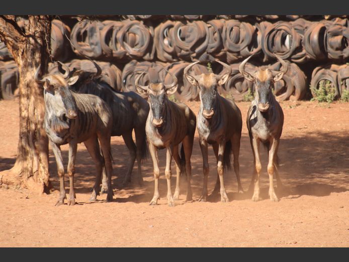 Blouwildebees Jonk