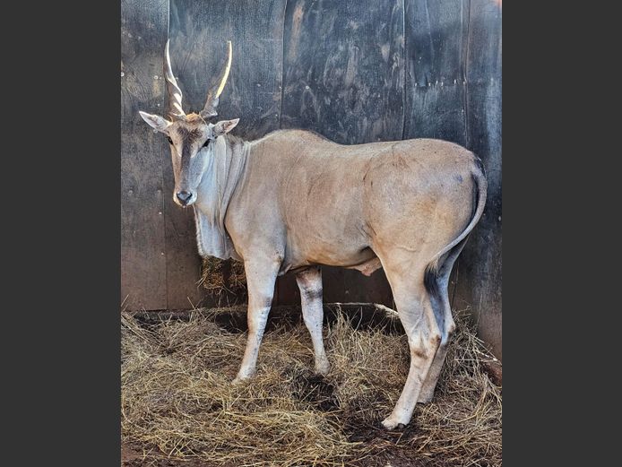 ELAND | KARIA BELEGGINGS