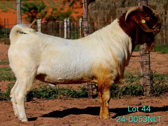 24-0053NLT | LEKWATER